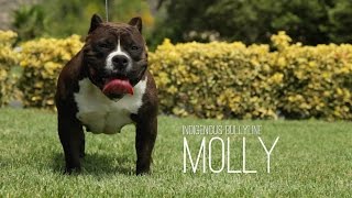 INDIGENOUS BULLYLINE - AMERICAN BULLY BREEDING THE NATIVE AMERICAN WAY!!!