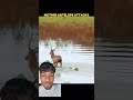 The Crocodile Saved the Baby Antelope#animals #wildlife #nature #crocodile #viralshorts #crocodile