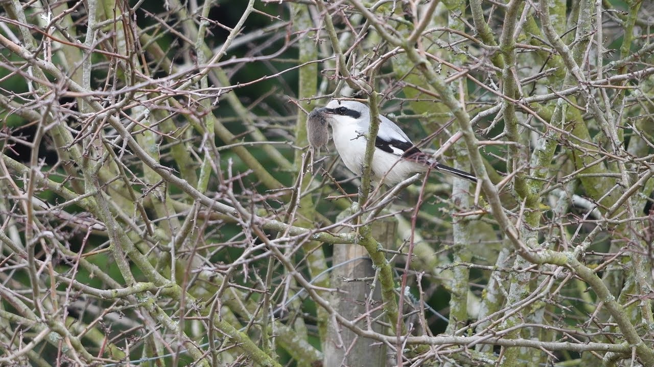 365voegel De Startseite Teil 3 R Bis Z