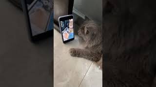 Kafa Sallayan Kedi̇lerani̇malsss