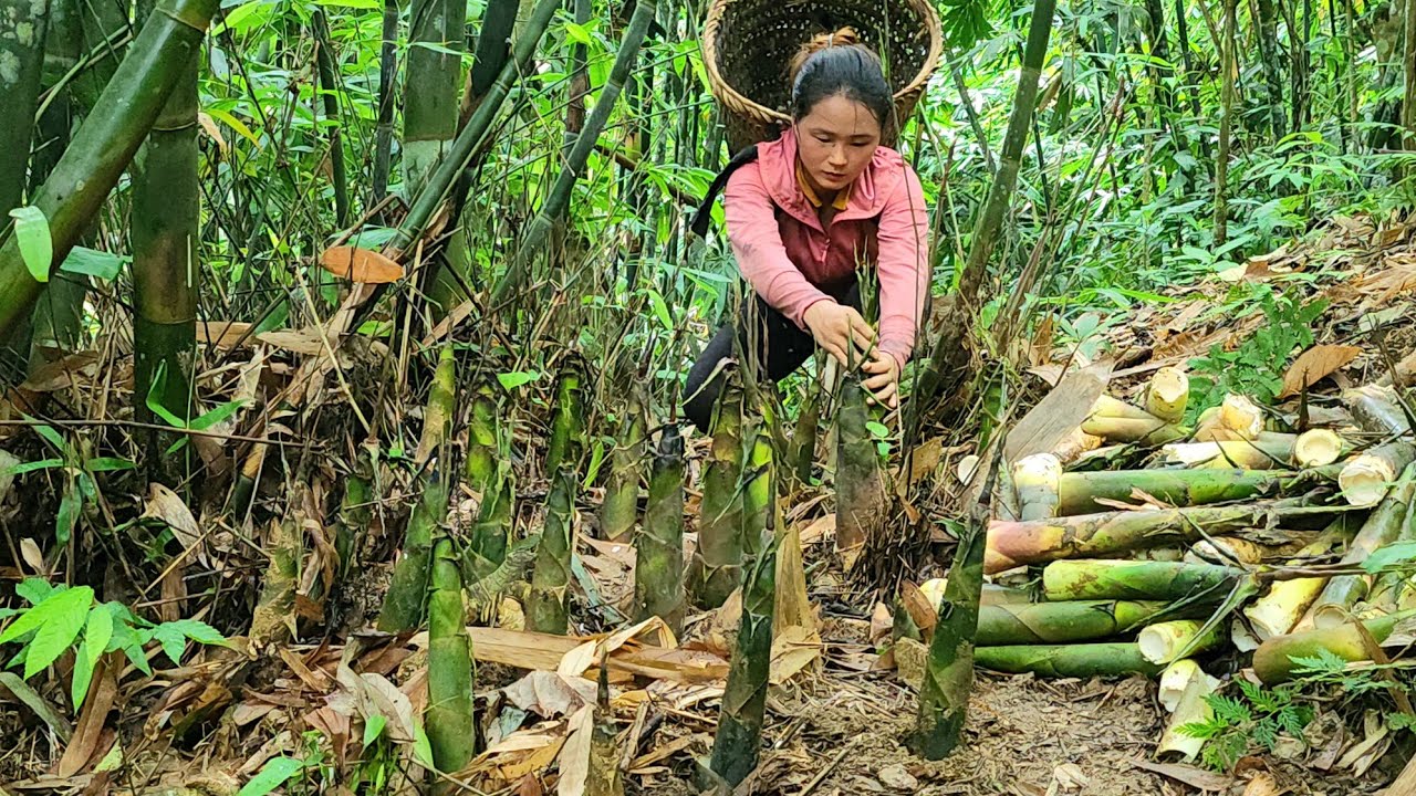 Harvesting Bamboo shoots and bringing them to the market to sell Life