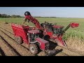 Case IH 8800 Cane Harvester with 9230 Cane Haulouts 4K