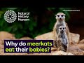 Why do meerkats eat their babies? | Surprising Science