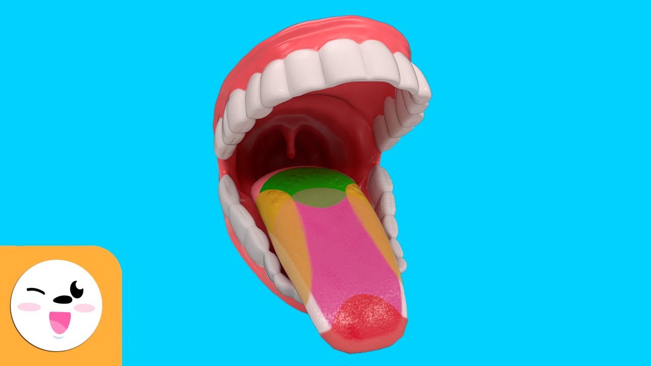 Qual A Principal Função Da Paladar?