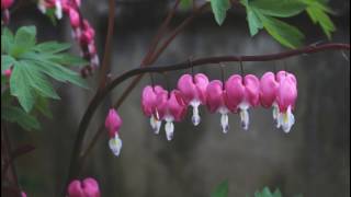 Bleeding hearts in the wind screenshot 5