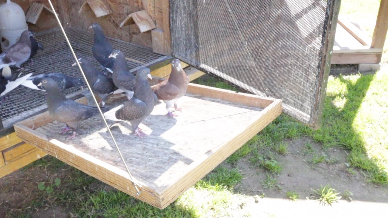 pigeon feeder tray