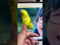 ピコのさえずり セキセイインコ ニワトリ(朝倉さや)