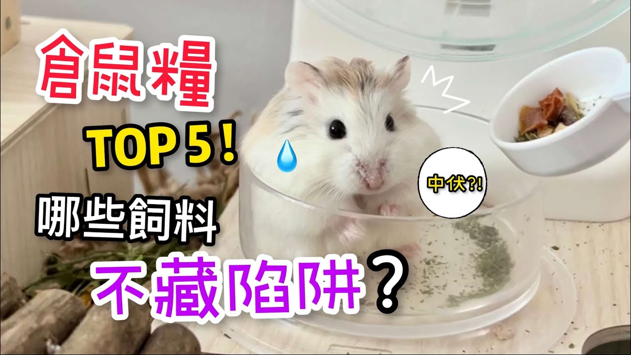 推薦5款熱門倉鼠糧! 你的倉鼠吃對了嗎? Top 5 Hamster Food You Must Know