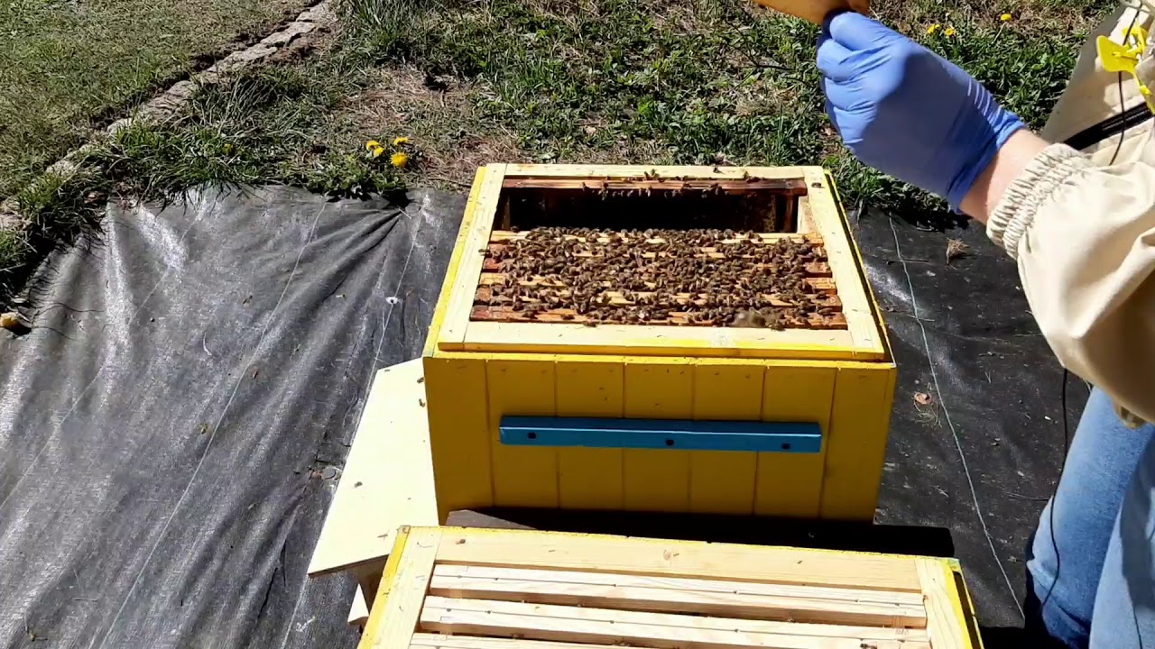 Przegląd, nadstawki, pierwszy nakrop - Pasieka od Początku - Ogród i Pszczoły