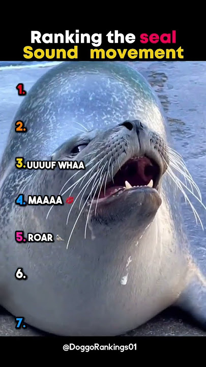 Ranking the seal sound movement!!
