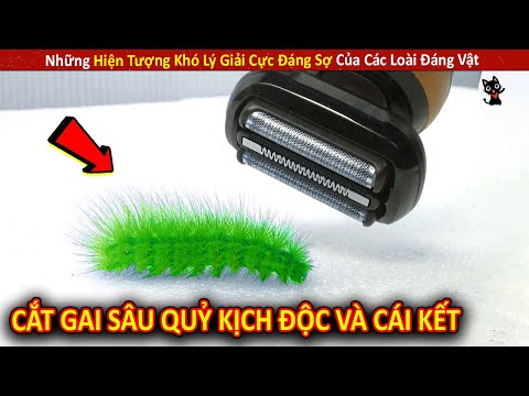 Những Hiện Tượng Khó Lý Giải Cực Đáng Sợ Của Các Loài Đáng Vật P38 || Review Giải Trí Đời Sống 2023 mới nhất