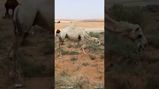 মরুভূমির প্রাণী উঠ #সৌদি_খবর #মরুভূমি #malaysiajob