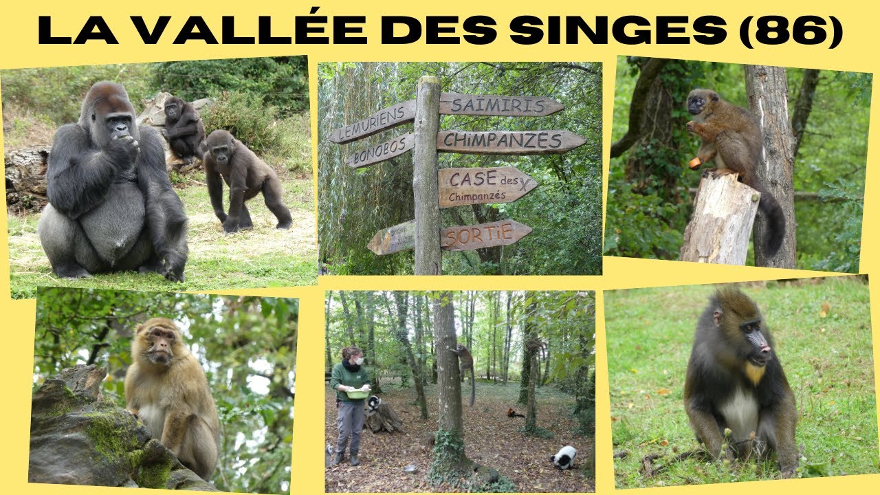 VLOG A LA VALLEE DES SINGES (86) : notre visite de ce parc trop sympa 😍👍