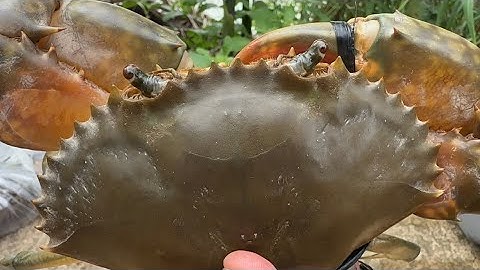 Xanh Mặt Run Tay Khi Câu Dính Con Cua Kình Nấu Ăn Luôn Ở Trên Bờ Đê | Cù Lao Dung Vlogs