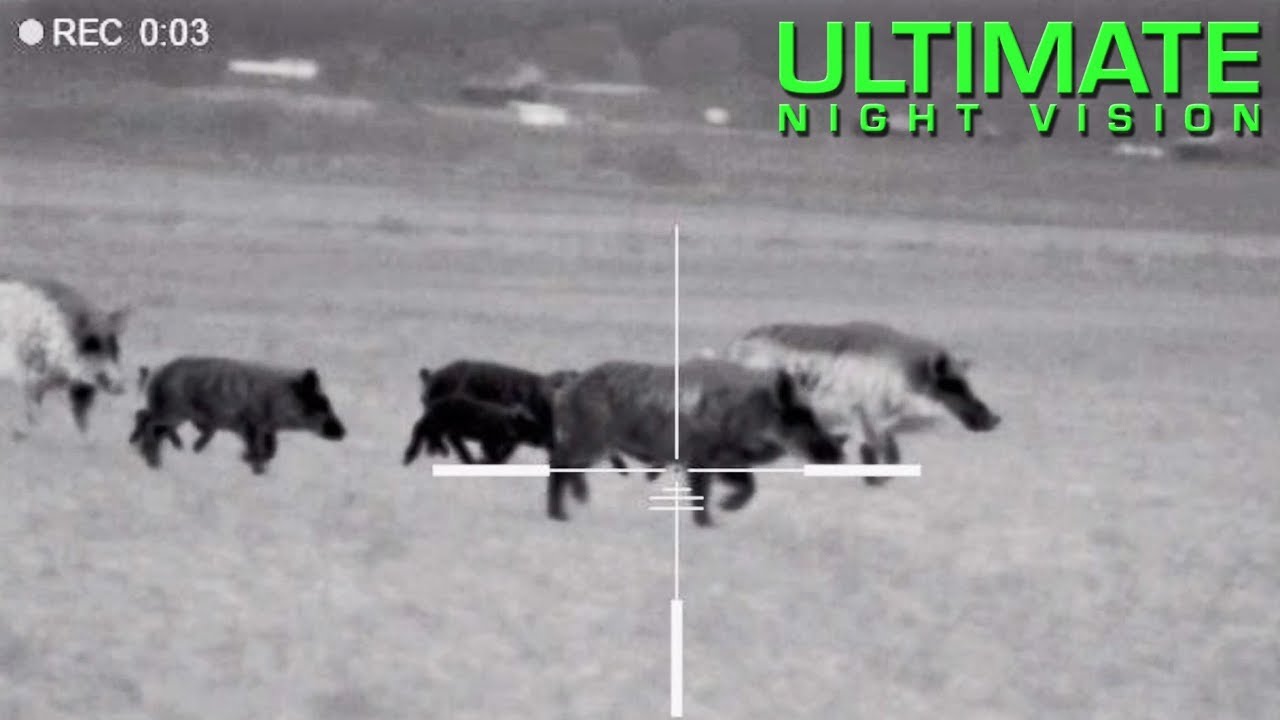 pulsar xq50 trail youtube 125 Hogs Down with the Pulsar Trail XQ50 & XP50 | Hunting with Thermal