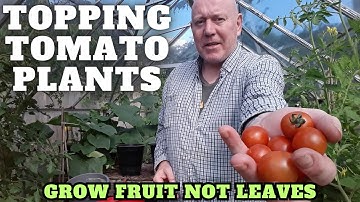 Topping Tomato Plants Grow Fruit Not Leaves [Gardening Allotment UK] [Grow Vegetables At Home ]