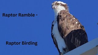 Raptor Ramble - Raptor Birding