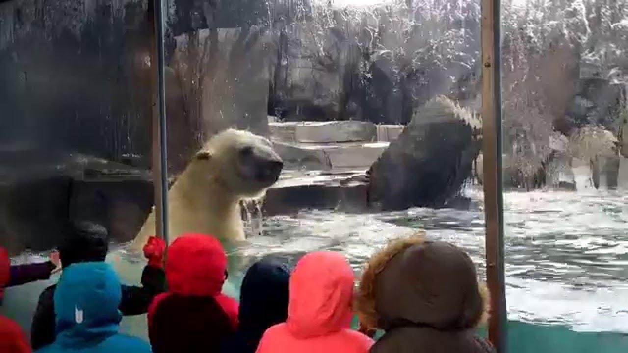 Kali the Playful Polar Bear