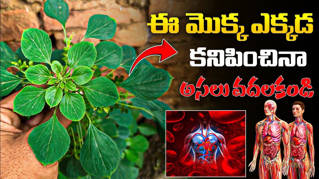 ఈ మొక్క ఎక్కడ కనిపించినా అస్సలు వదలకండి || Kuppintaku Uses In Telugu #healthtips #kuppintakumokka