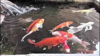 MENIKMATI SORE DI TEMANI IKAN KOI