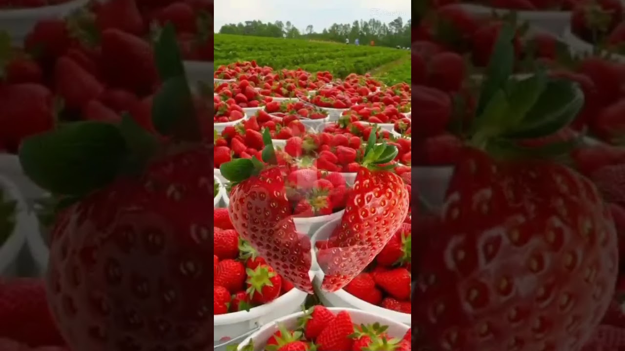 have fun on my strawberry farm😂🤣🤣😘😘//