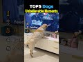 TOP5 Dogs Unbelievable Moments