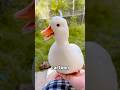 The Cutest Duck You’ve Never Seen