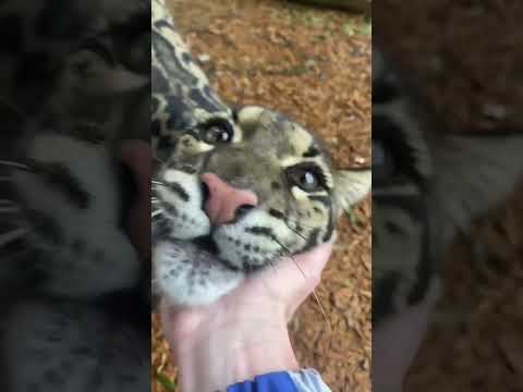 Потрясающий ирбис  #Shorts