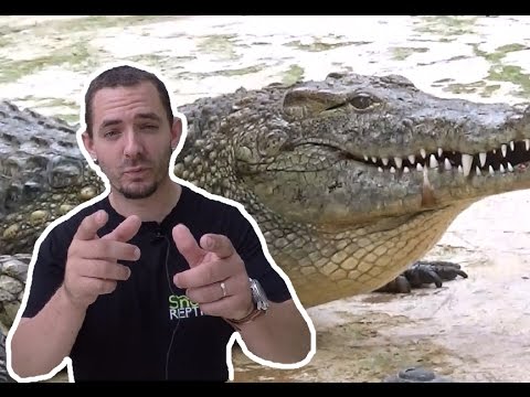 snake reptiles pictures La ferme aux crocodiles partie 1