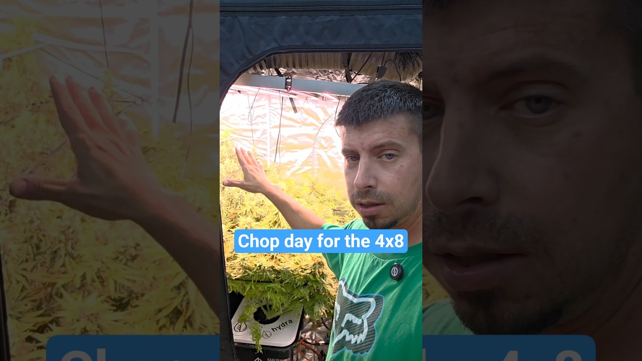 свадебный чизкейк, dbdfog и кислая повязка на голову — все это в процессе нарезки 4x8.