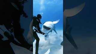 Funny marine animals #funny #funnyvideo #animals #viral #marine