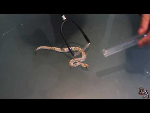 🐍 ♂️ ♀️ ¿Cómo sexar serpientes? Métodos, materiales, diferencias..etc // Saber Animal ♀️♂️🐍