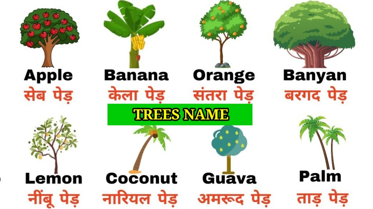 Trees Name English And Hindi With Picture YouTube trees-name-english-and-hindi-with-picture-youtube