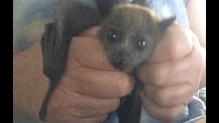 Baby flying-fox exercising and being adorable part 2: this is Beetidubs