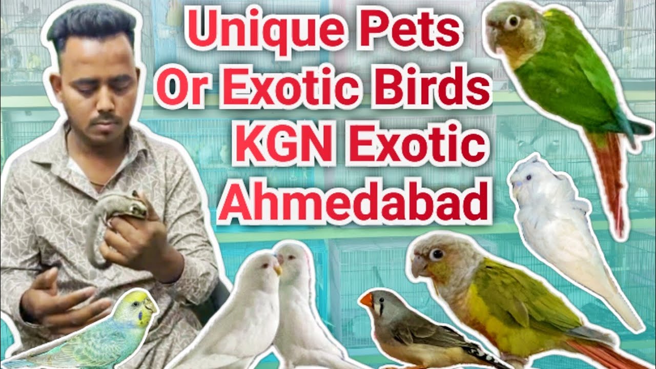 Unique pets and exotic birds in Ahmedabad Exotic shop # sugar glider, Rambo Budgies,Hogoromo Budgies