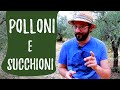 Spollonare l'olivo: POTATURA VERDE di succhioni e polloni