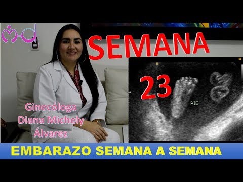 Vídeo: 23 Semanas De Embarazo: ¿qué Está Pasando? Desarrollo Fetal, Sensaciones, Ultrasonido