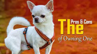 Chihuahua: The Pros & Cons of Owning One