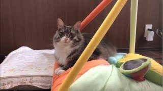 ベビージムを気に入った猫 ノルウェージャンフォレストキャット A cat that likes baby gym.Norwegian Forest Cat.