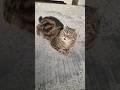 Взгляни сюда Cat веселыекоты кот видосыоткота котик прикольныекоты красиваякошка котики Взгляни сюда Cat веселыекоты кот видосыоткота котик прикольныекоты красиваякошка котики