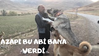 AZAPIN KARDEŞİ AYAĞIMIZA GELDİ! - KÜÇÜÇÜK KÖPEK KOCAMAN OLMUŞ ( TAM BİR EFSANE)