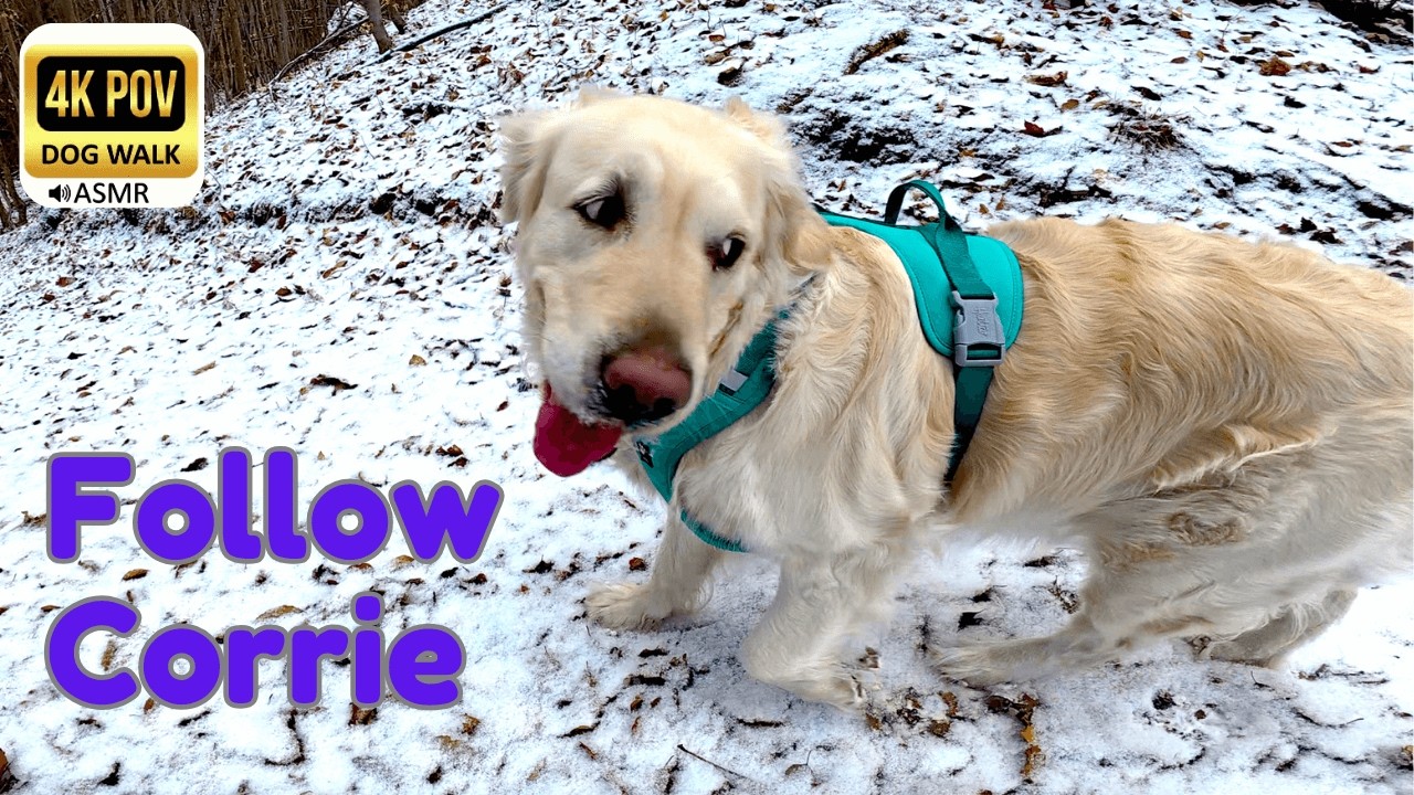 Day 23: Winter is Back! ❄️ Fresh Snow Forest Walk with Golden Retriever Corrie (-2°C) | 4K POV ASMR