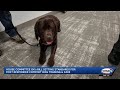 Bill would set standards for comfort dog training