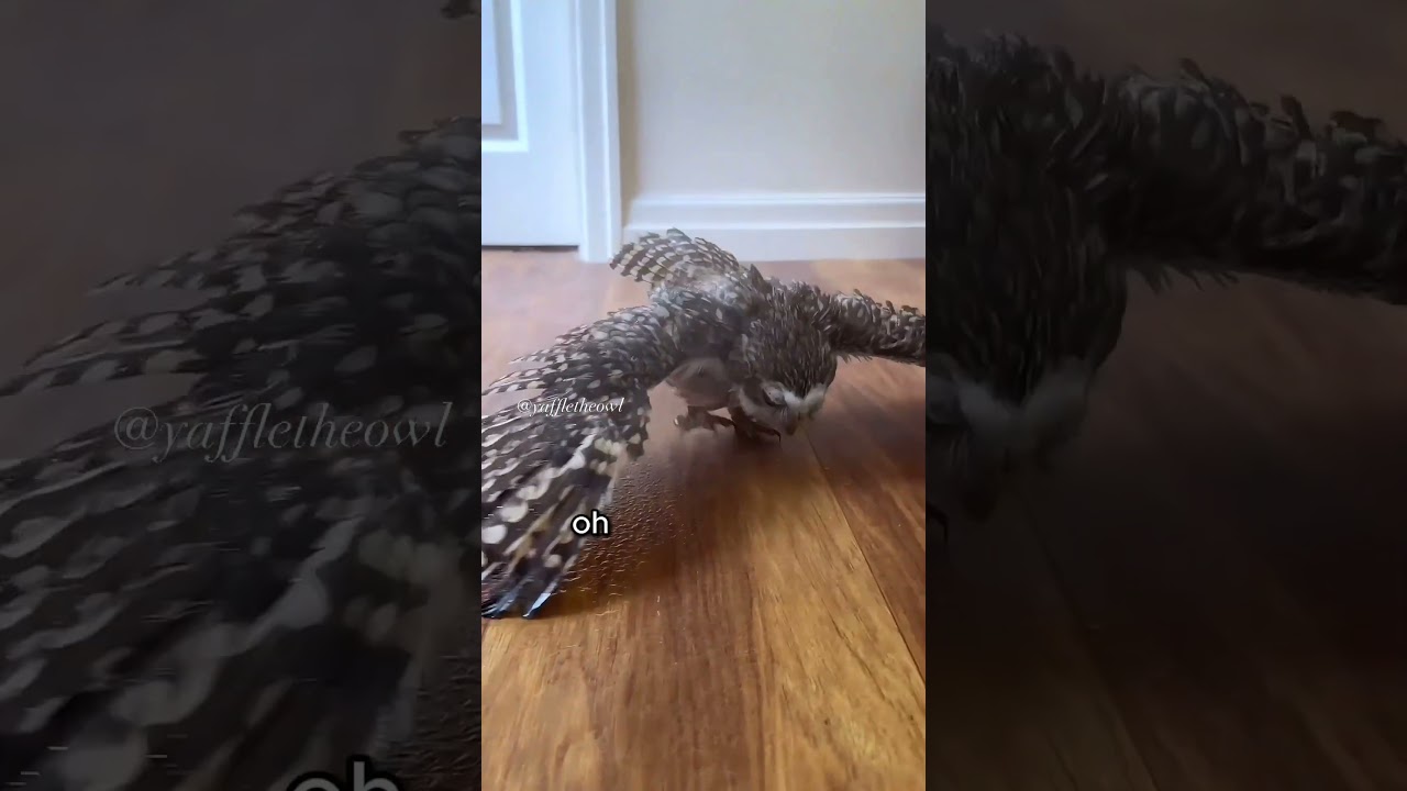 Adorable Owl is our Honorary Cat of the week