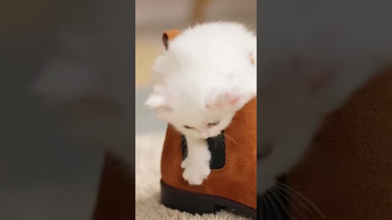 The Cutest Kitten Ever 💕😻 Watch this playful furball in action 