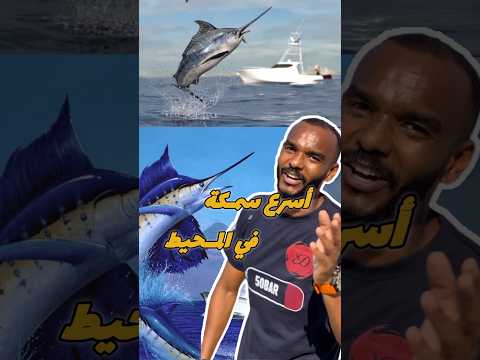 أسرع سمكة في الحيط سمكة ألشراع غوص  