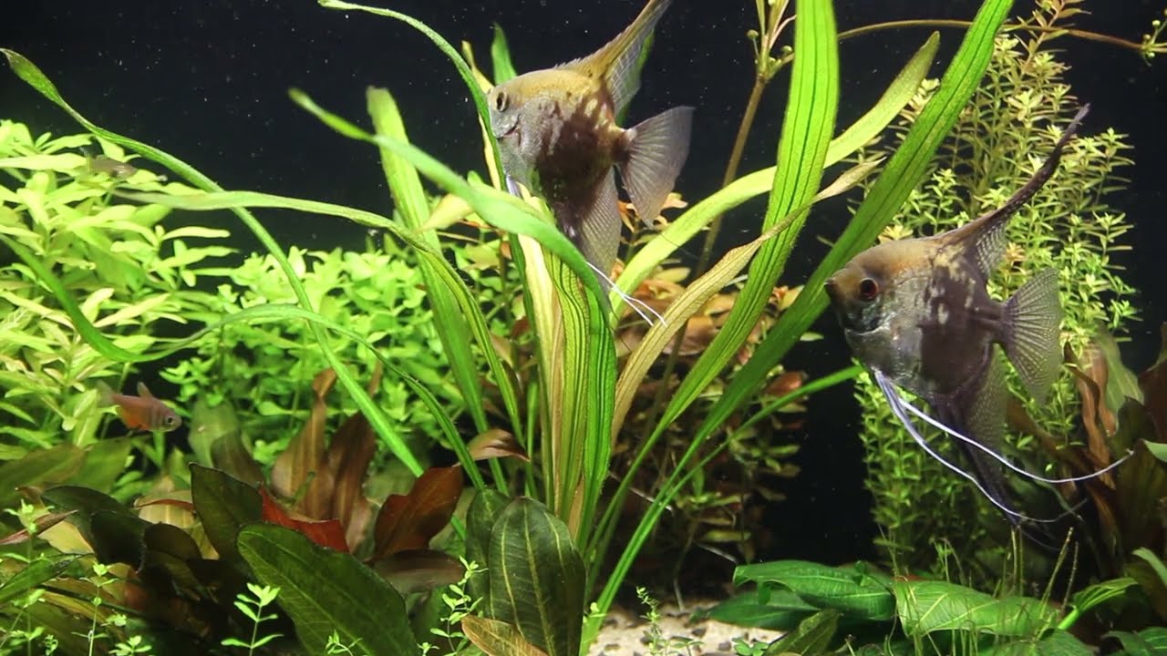 Echinodorus uruguayensis - YouTube
