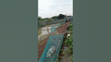 Câu cá chày mắt đỏ bằng lòng gà-Anh em nhớ đăng ký kênh để ủng hộ cho mình nhé.LH0867963222