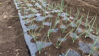 玉ねぎの追肥はどうするの？　20/12/3