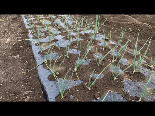 玉ねぎの追肥はどうするの 12 3 Youtube 玉ねぎの追肥はどうするの 12 3 Youtube